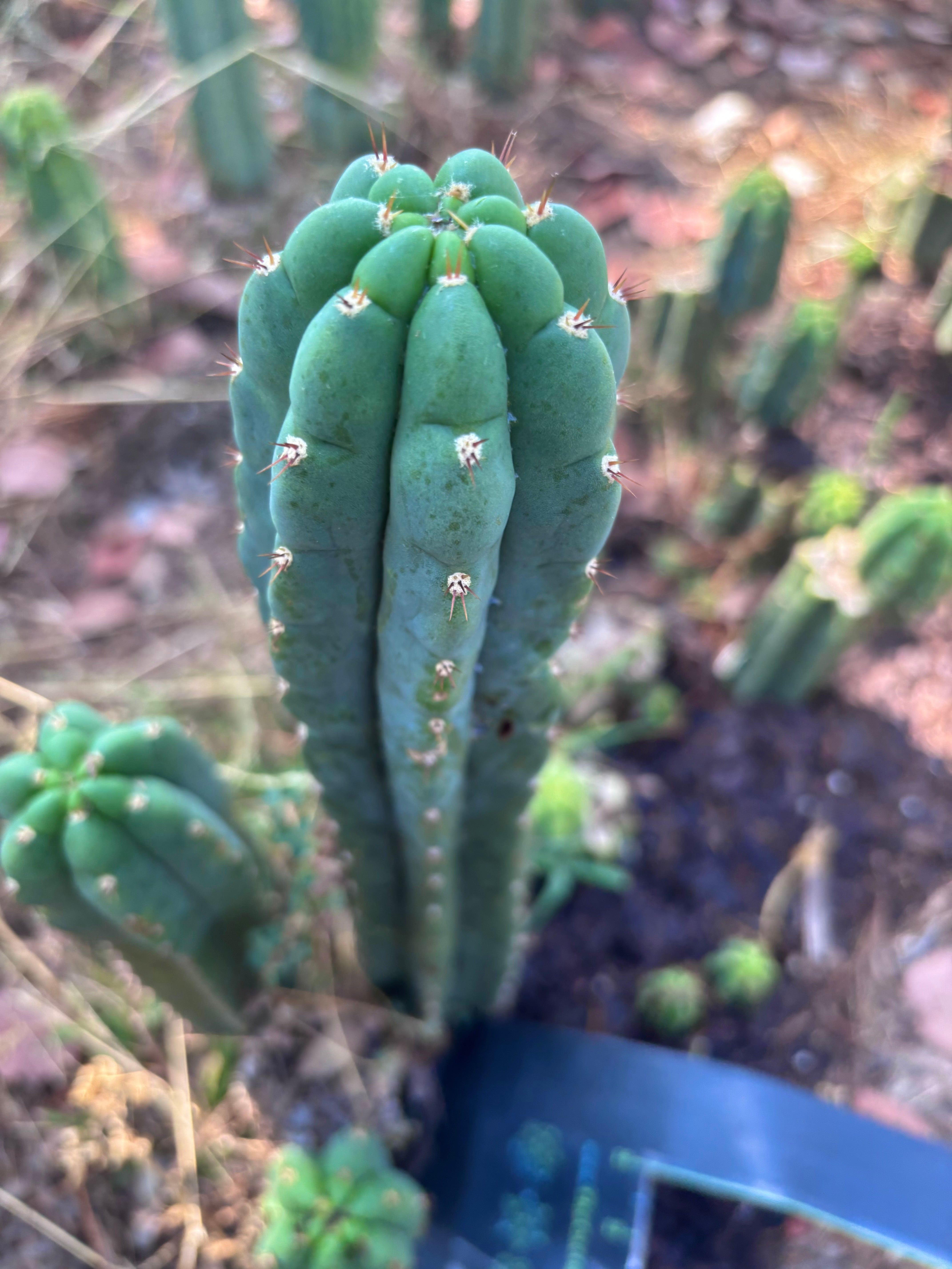 👑🌶️ Blue Ecuador — XL 15” Pup