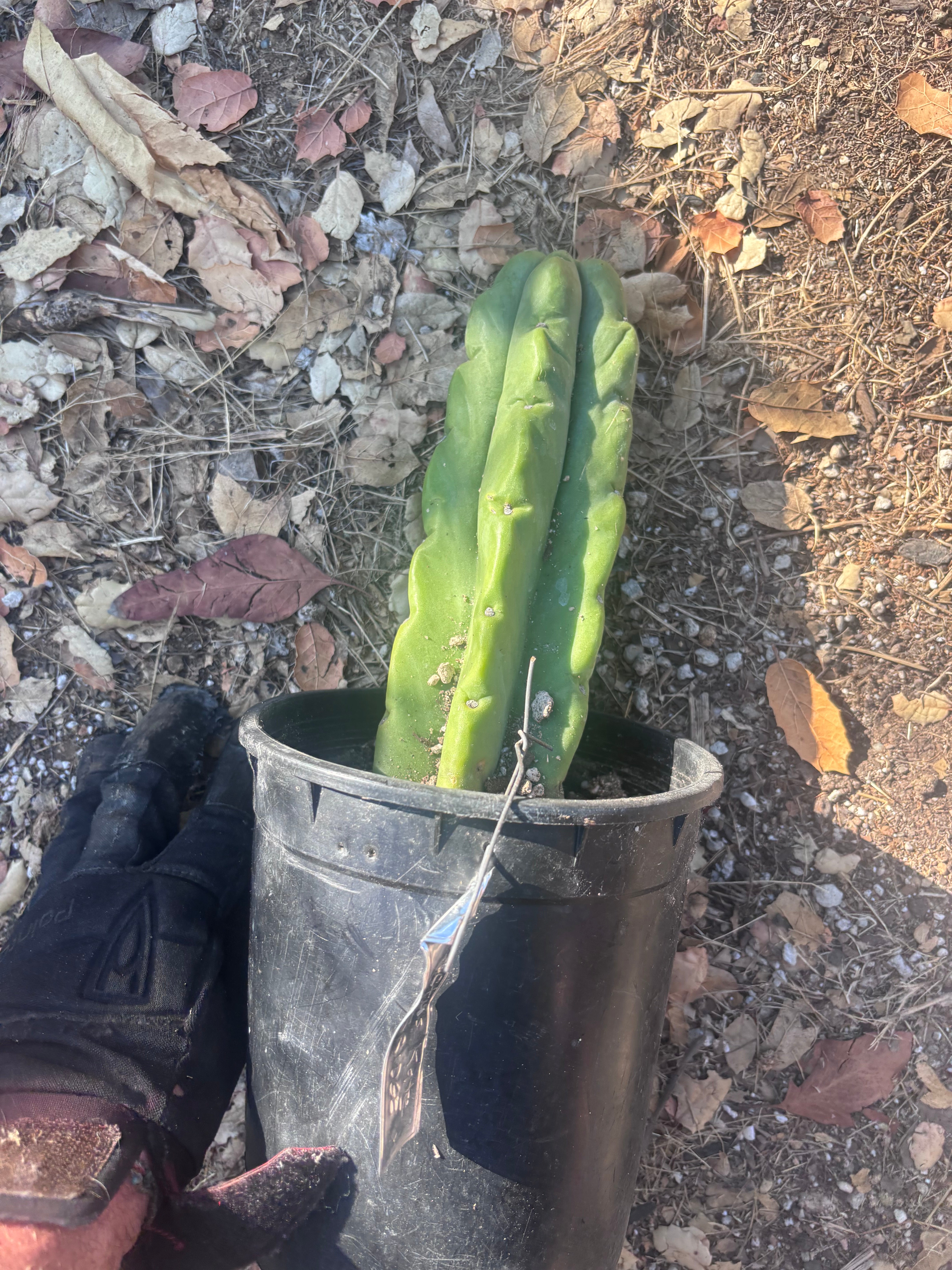 👑🌶️🌶️ Kate’s Bridge — Fat Rooted Tip