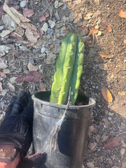 👑🌶️🌶️ Kate’s Bridge — Fat Rooted Tip
