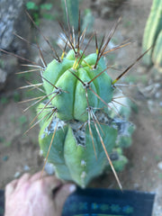 👑💎🌶️  CSD — Beefy Tip Graft