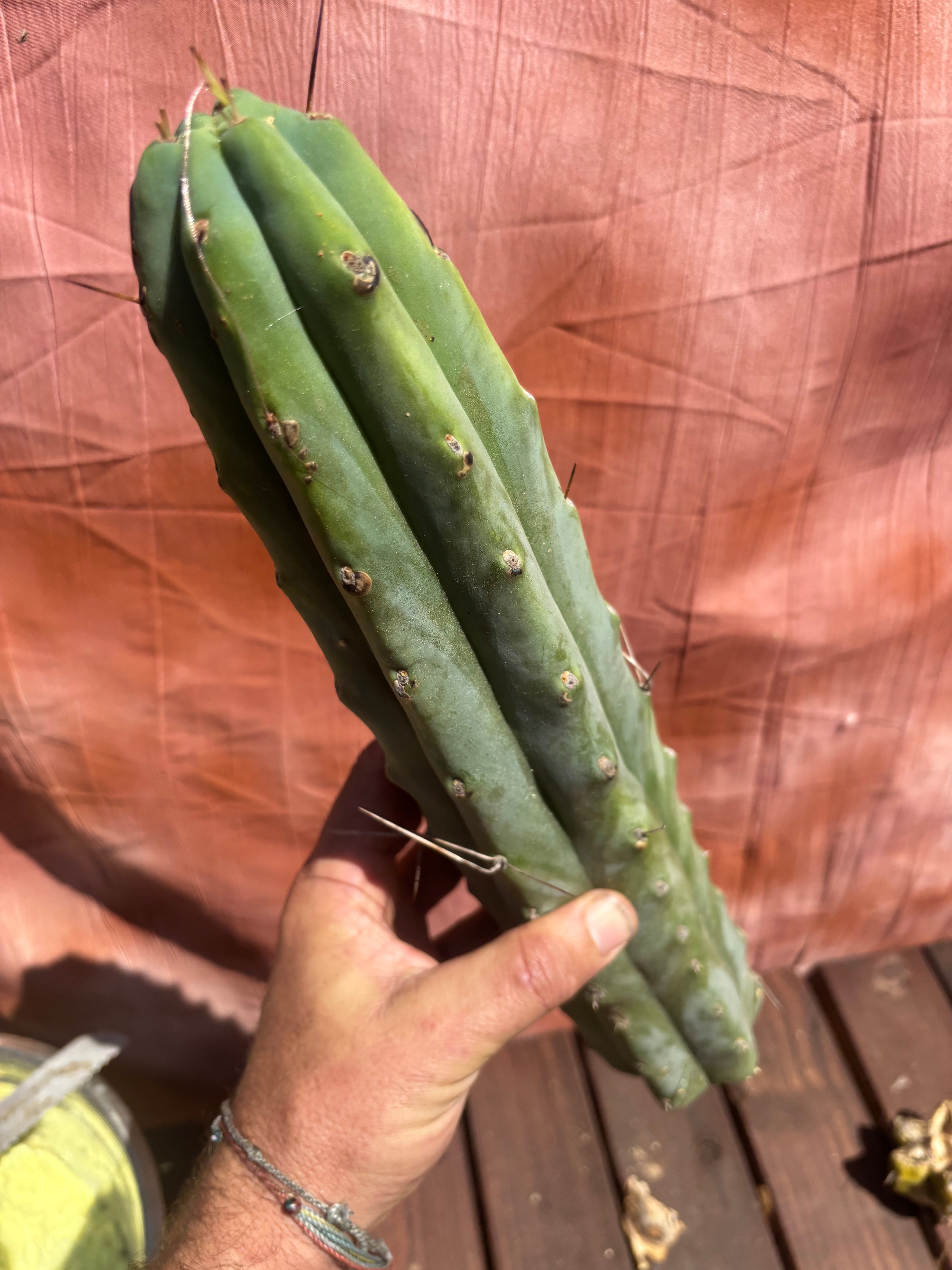 👑🌶️🌶️  Jiimz Twin Spine — XL Mature 15” Tips (Restocked)