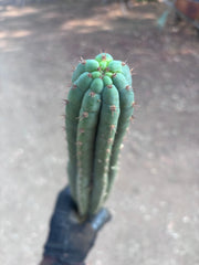 👑🌶️ KK339 — 21” Tip