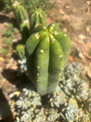 👑🌶️🌶️ Landfill — Another 11” Tip