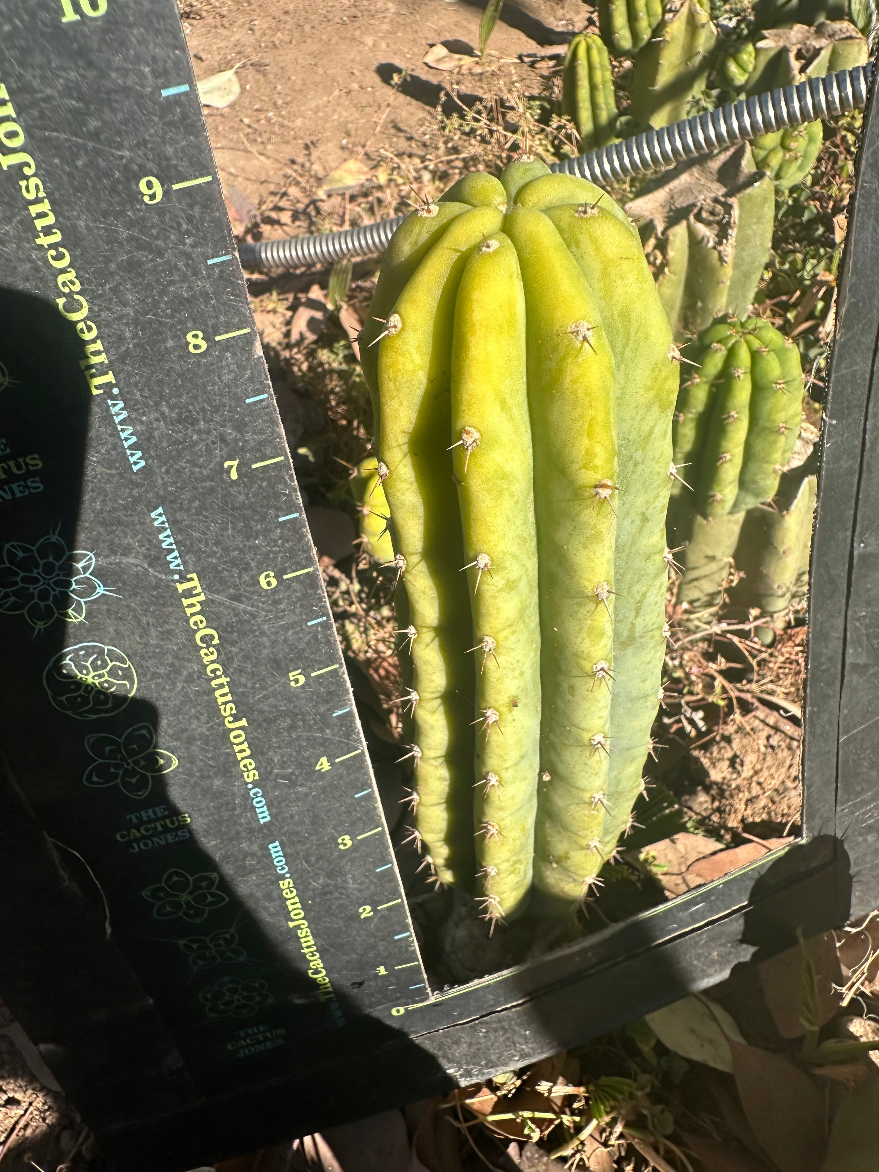 👑🌶️🌶️ Landfill — 9” Pup