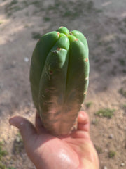👑🌶️ Pierre — Lot of 3 Pups