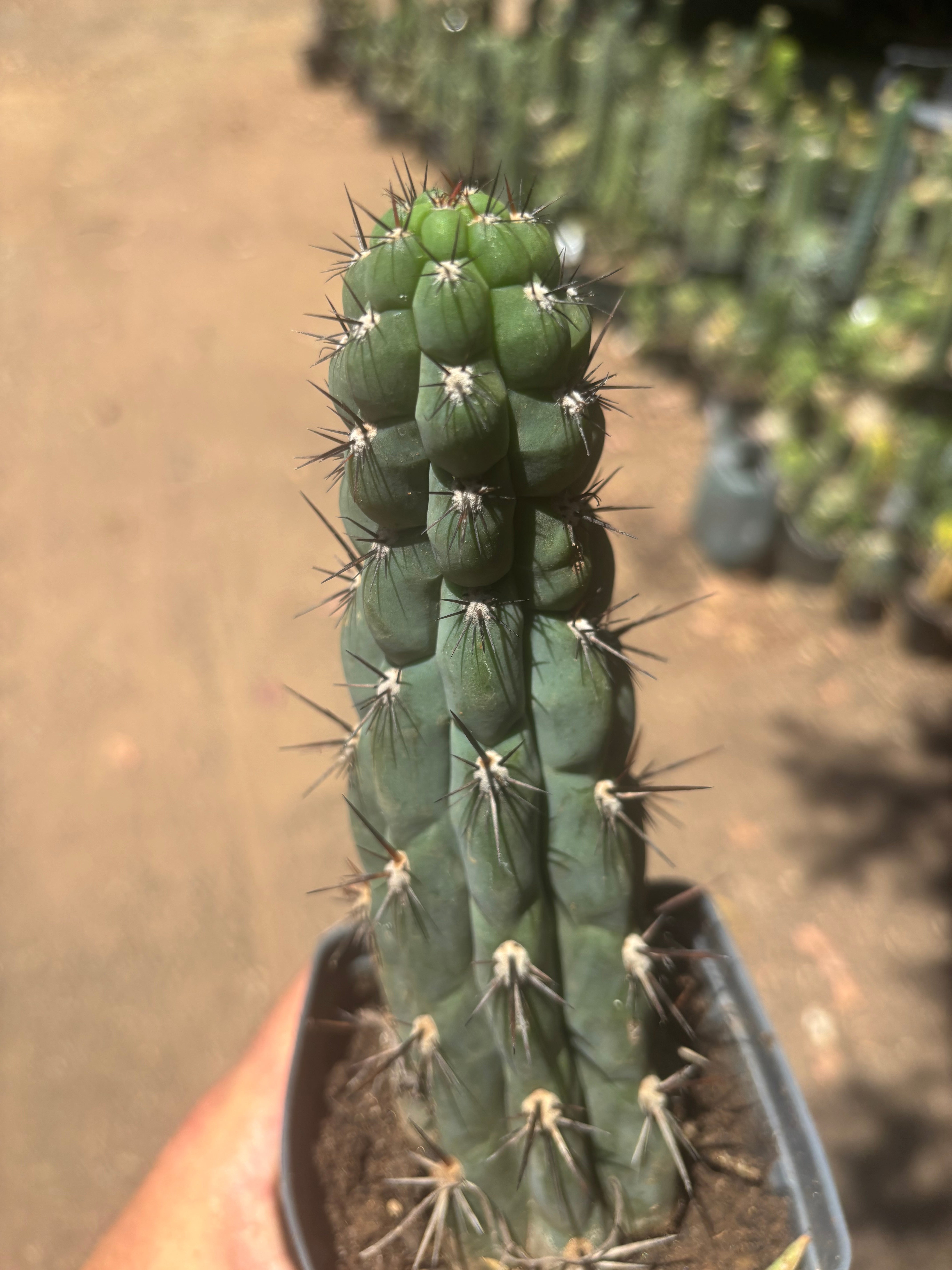 👑 Chala — Rooted 9” Tip