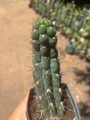 👑 Chala — Rooted 9” Tip