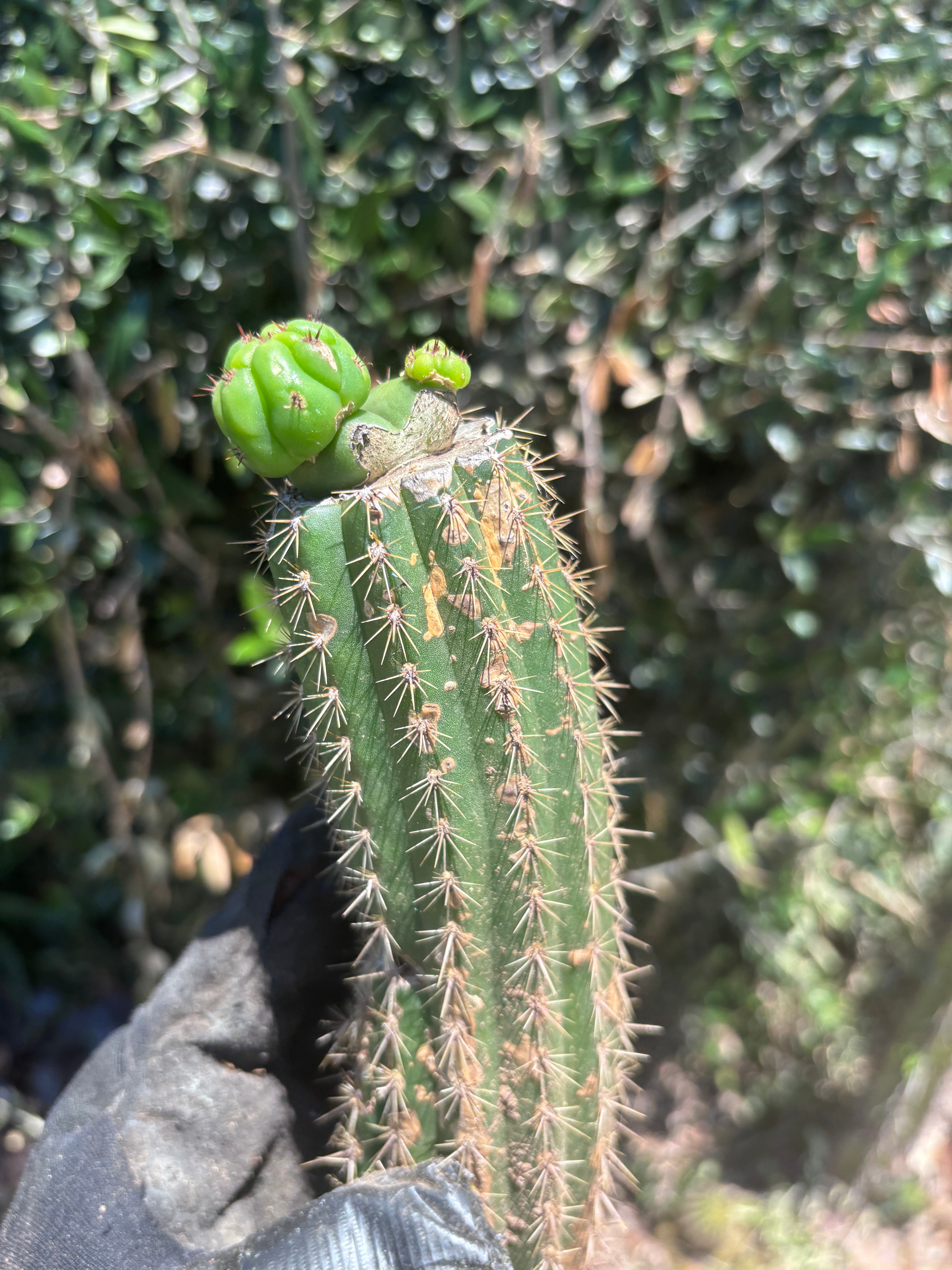 👑🌶️🌶️ KR04 — Another Whole Rooted Graft