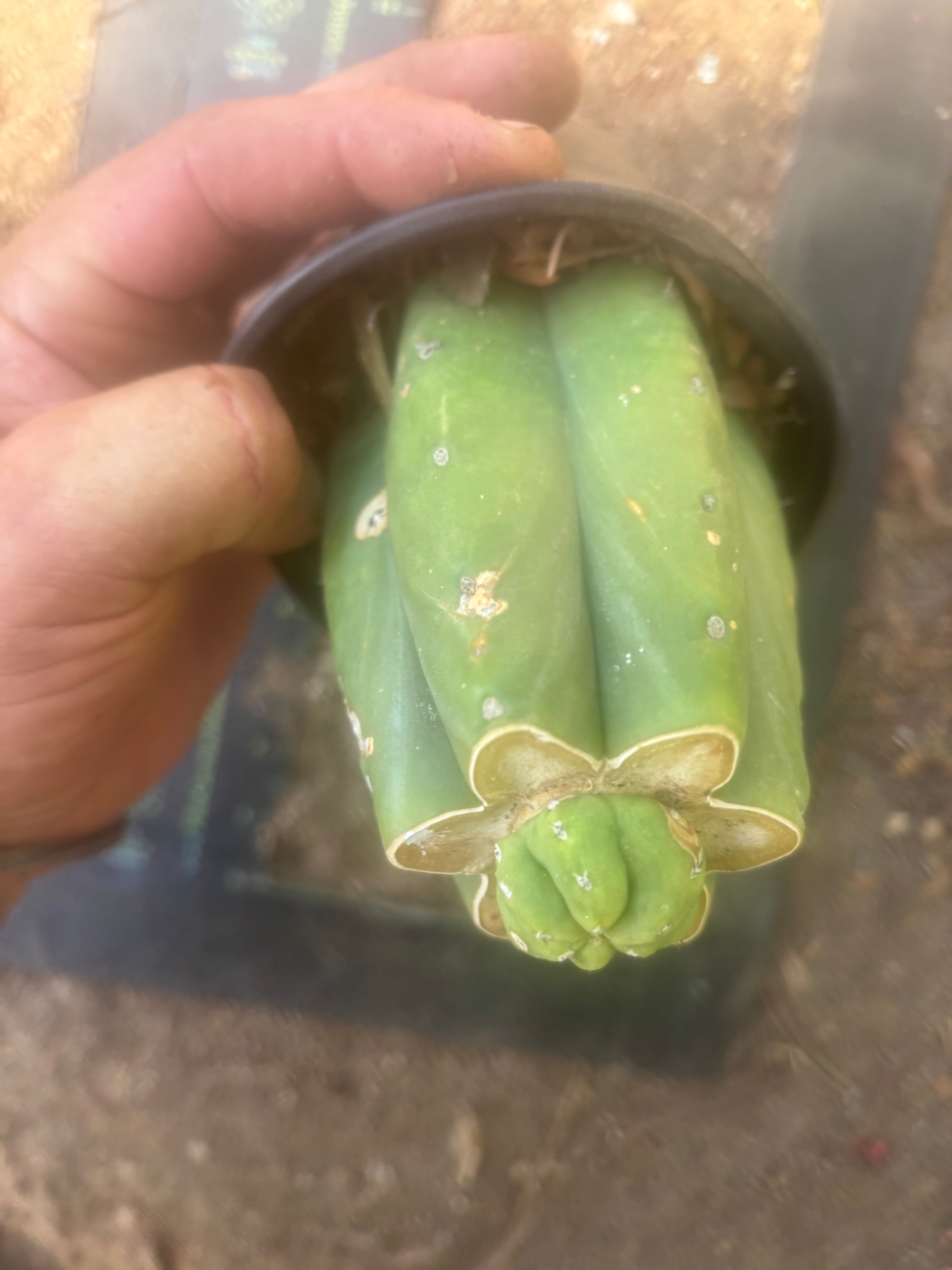 👑💎🌶️  CSD — Pup Graft on Rooted Pierre