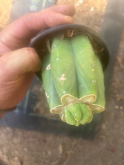 👑💎🌶️  CSD — Pup Graft on Rooted Pierre