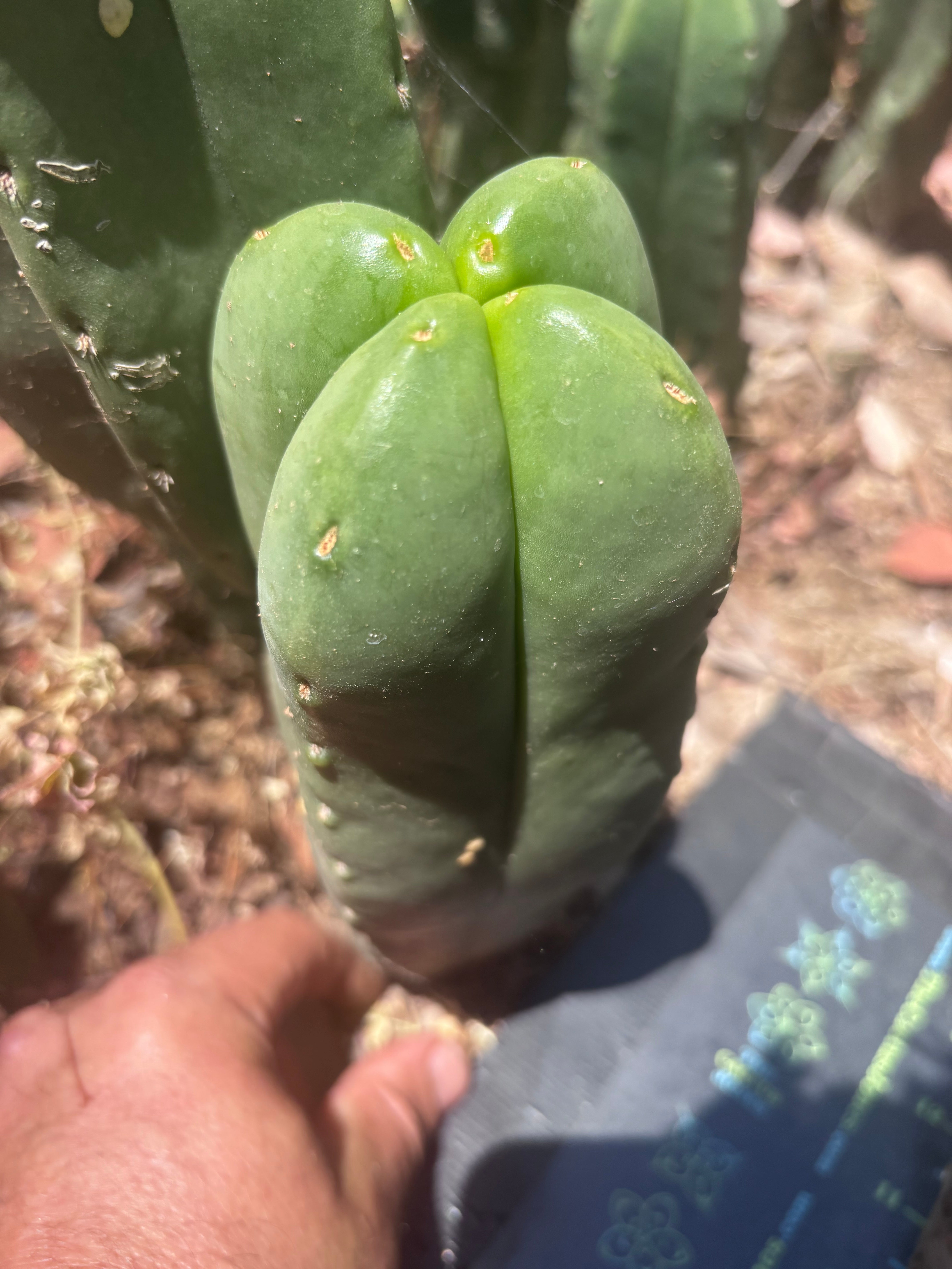 👑💎 MBxBB Scop — Plump 9” Fourwang Tip