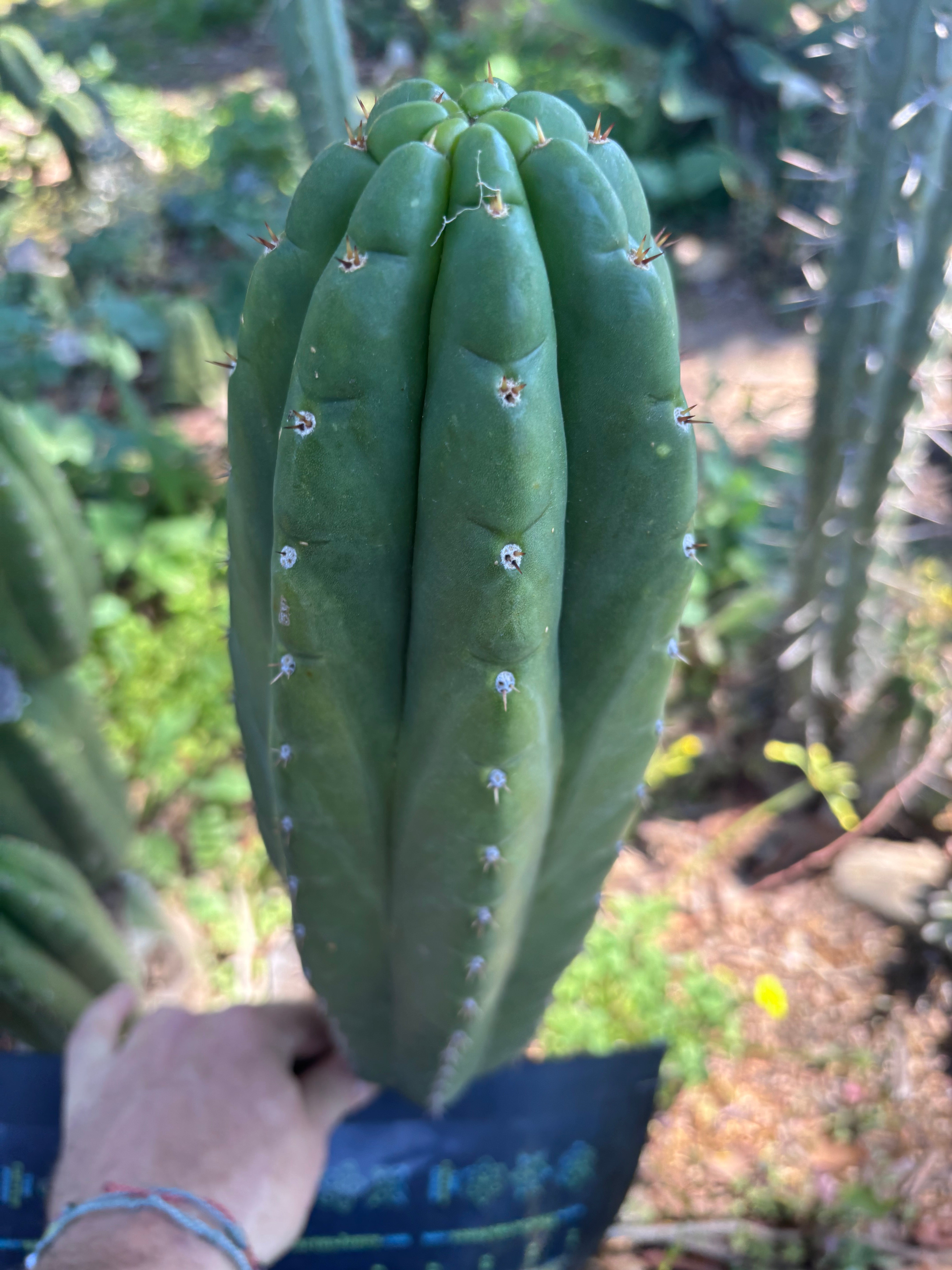 👑💎🌶️ Lima — MASSIVE 16” Pup