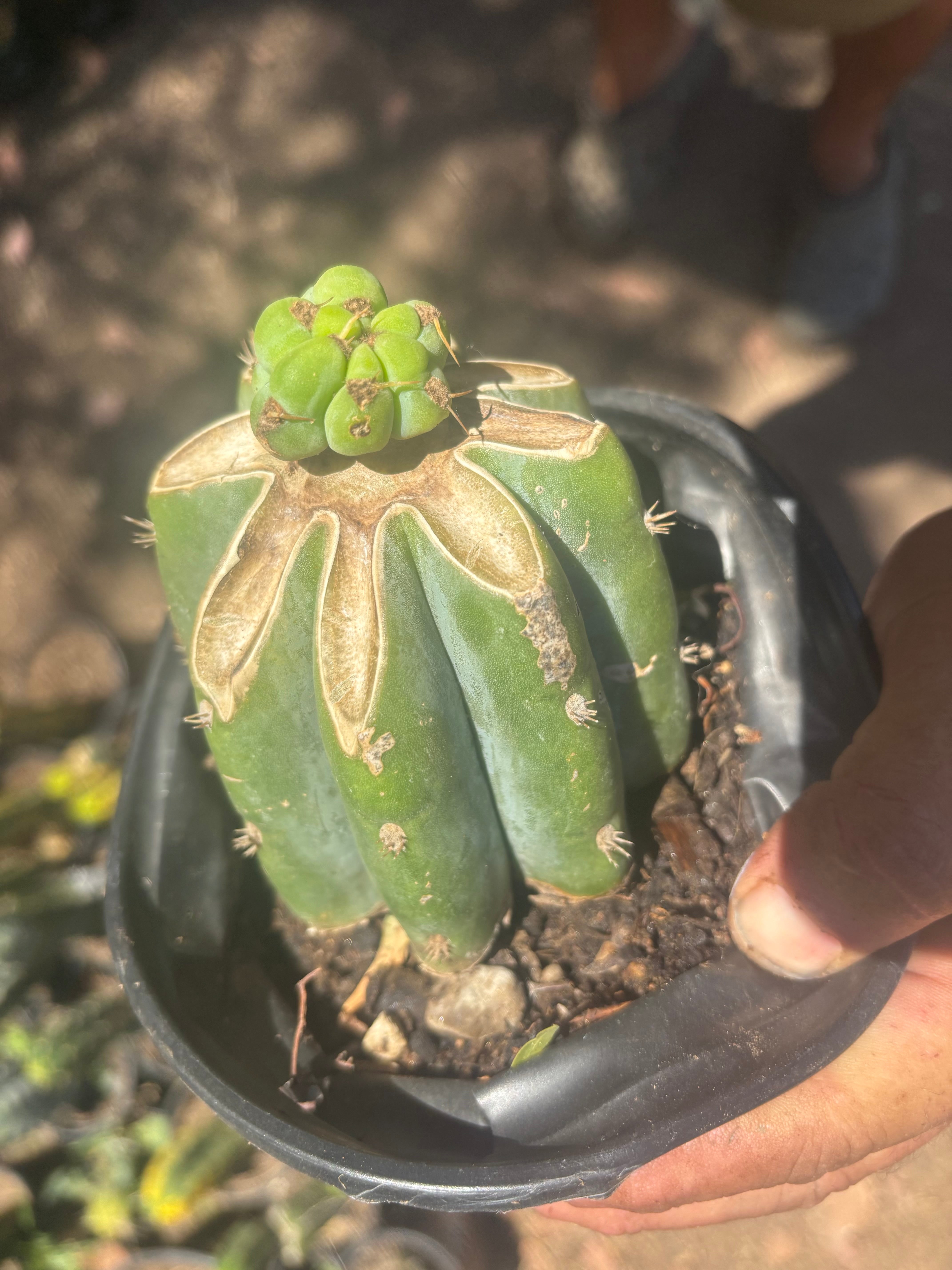 💎🌶️🌶️ NOM — Pup Graft On Rooted Shine01
