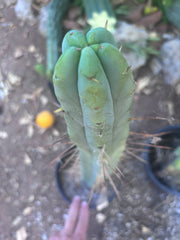 👑🌶️ Freya — XL 17” Fully Rooted