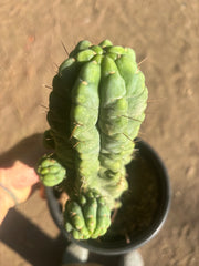 💎👑💎 Havran — Established Multi-Pup Graft on PC