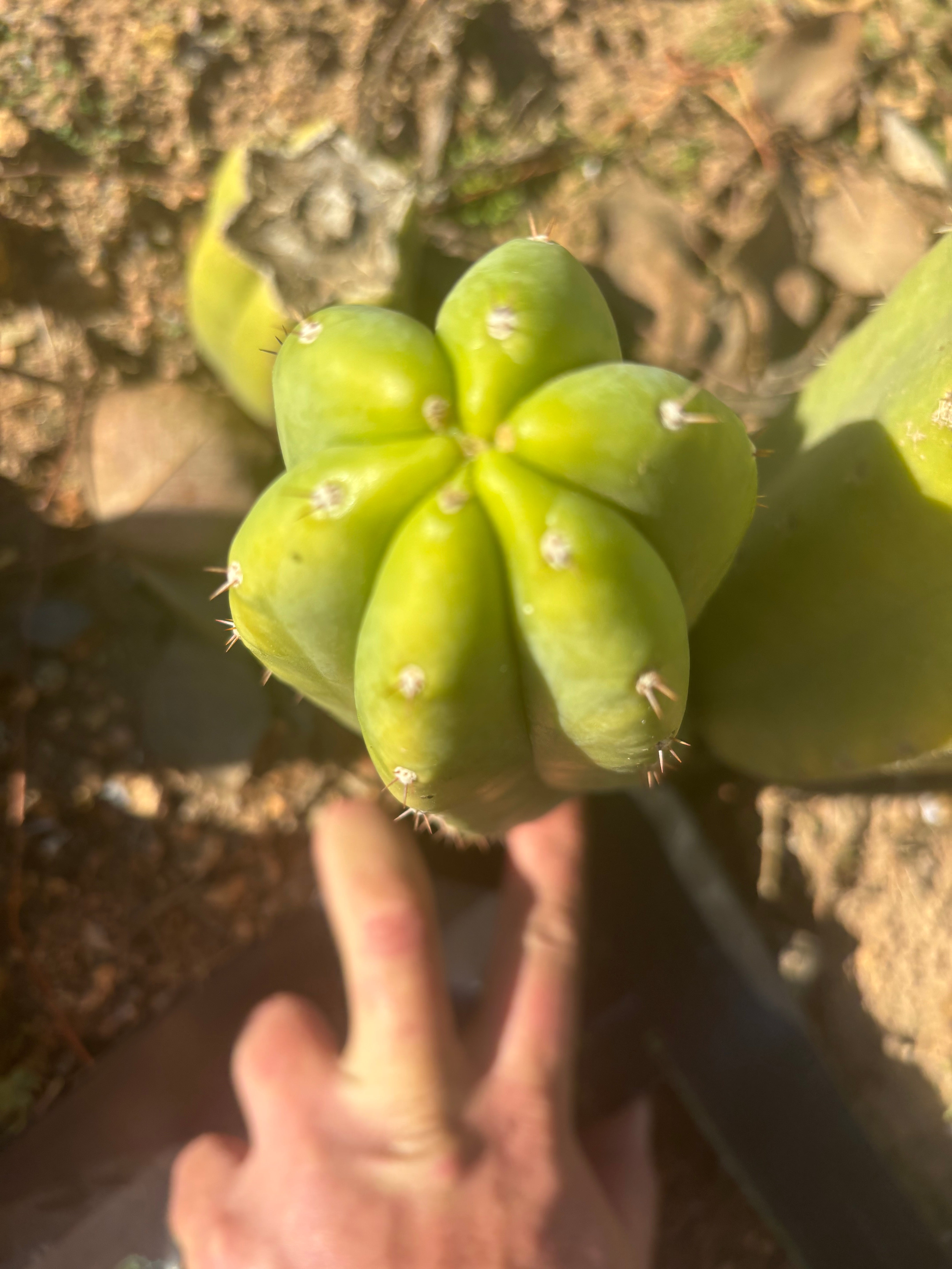 👑🌶️🌶️ Another Drop, Another Ogun