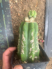 💎👑 Q-Tip — Pupping Slab Graft on Rooted PC