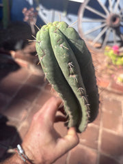 👑🌶️ Yowie — 10” Pup