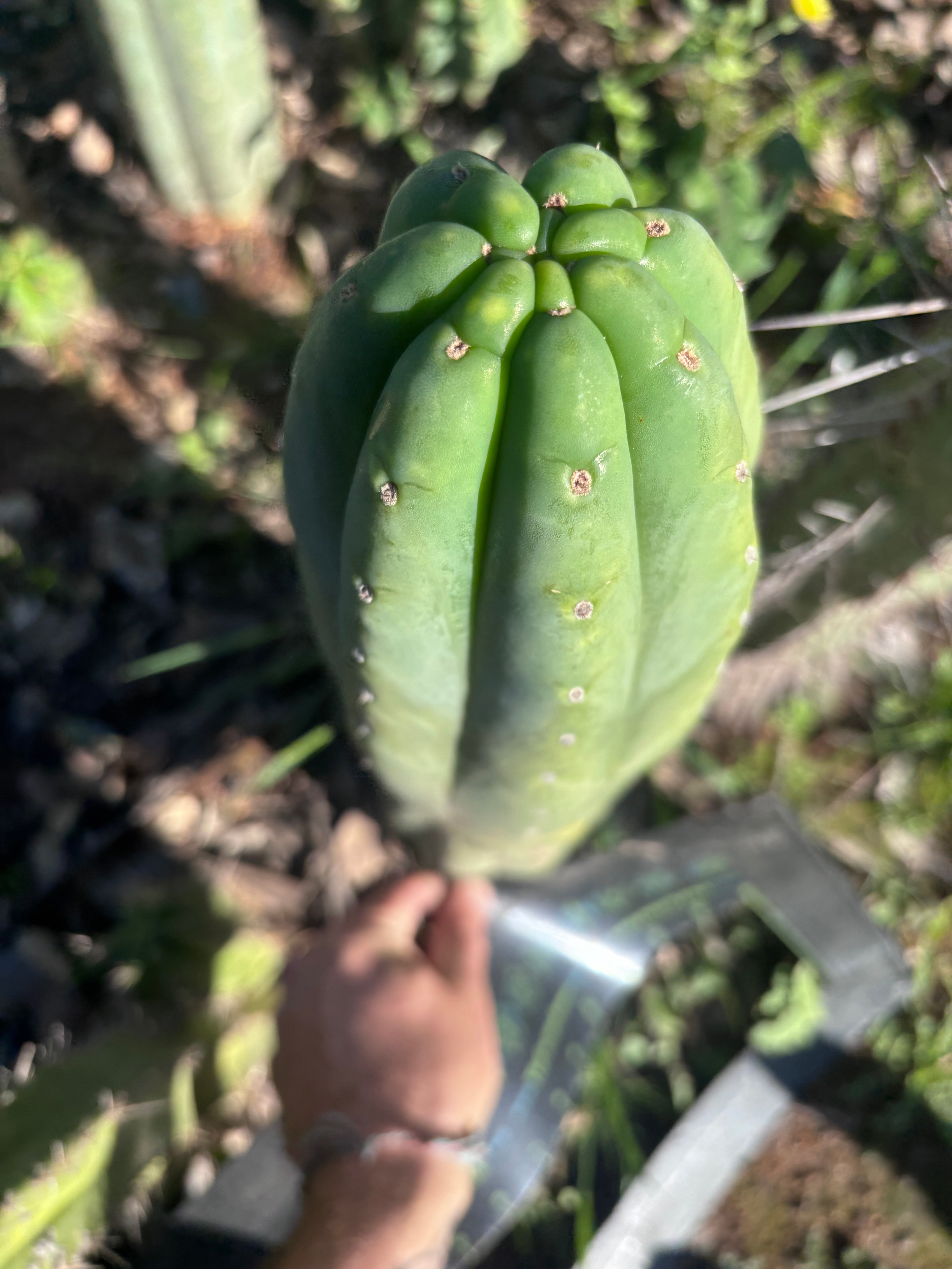 👑🌶️ Pierre — Magnum XL 14” Tip