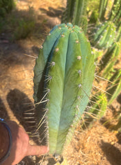 👑💎 Rimac — XXL 17” Melon Pup