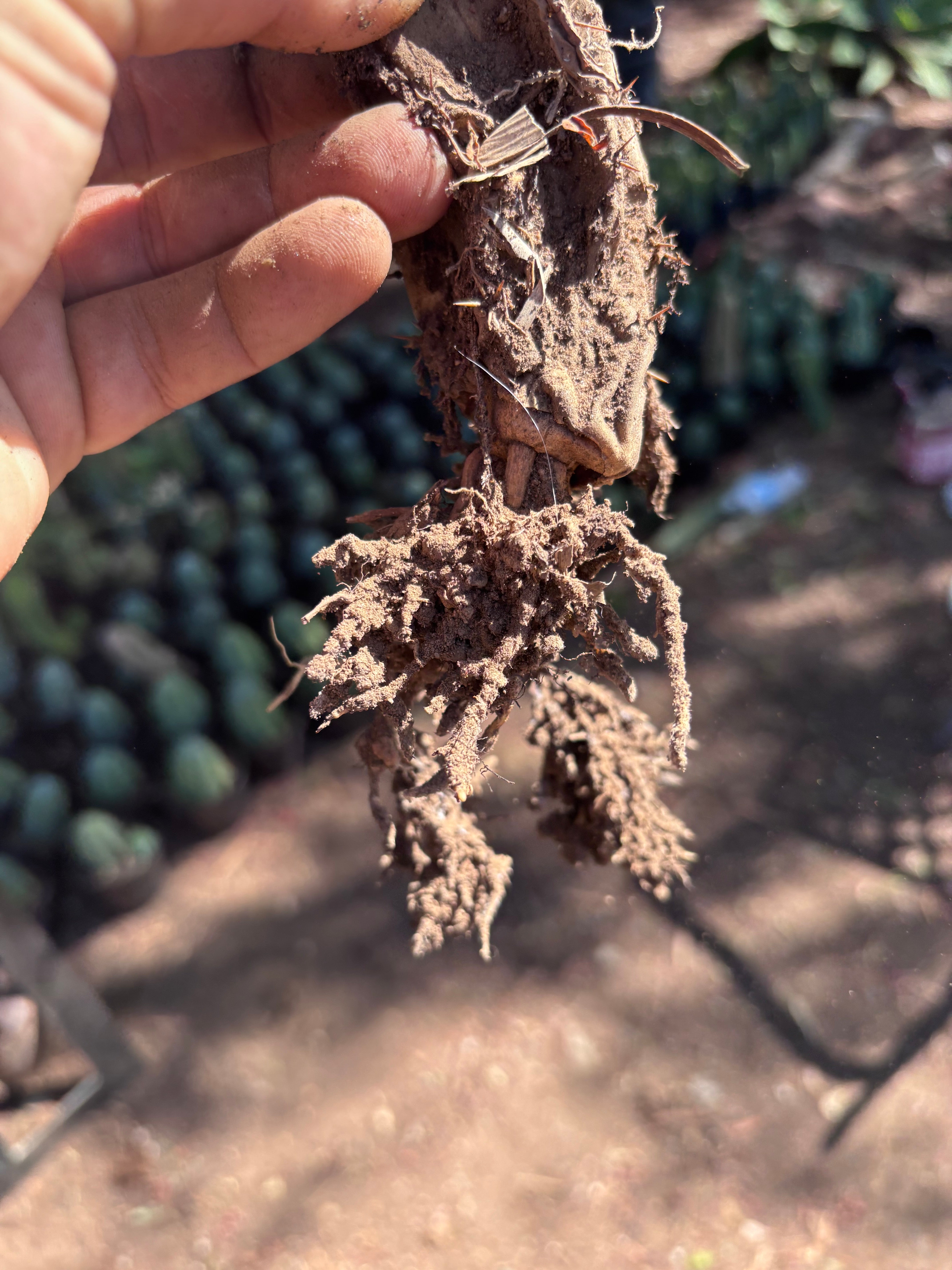 👑🌶️🌶️ Pala! — 9” Rooted