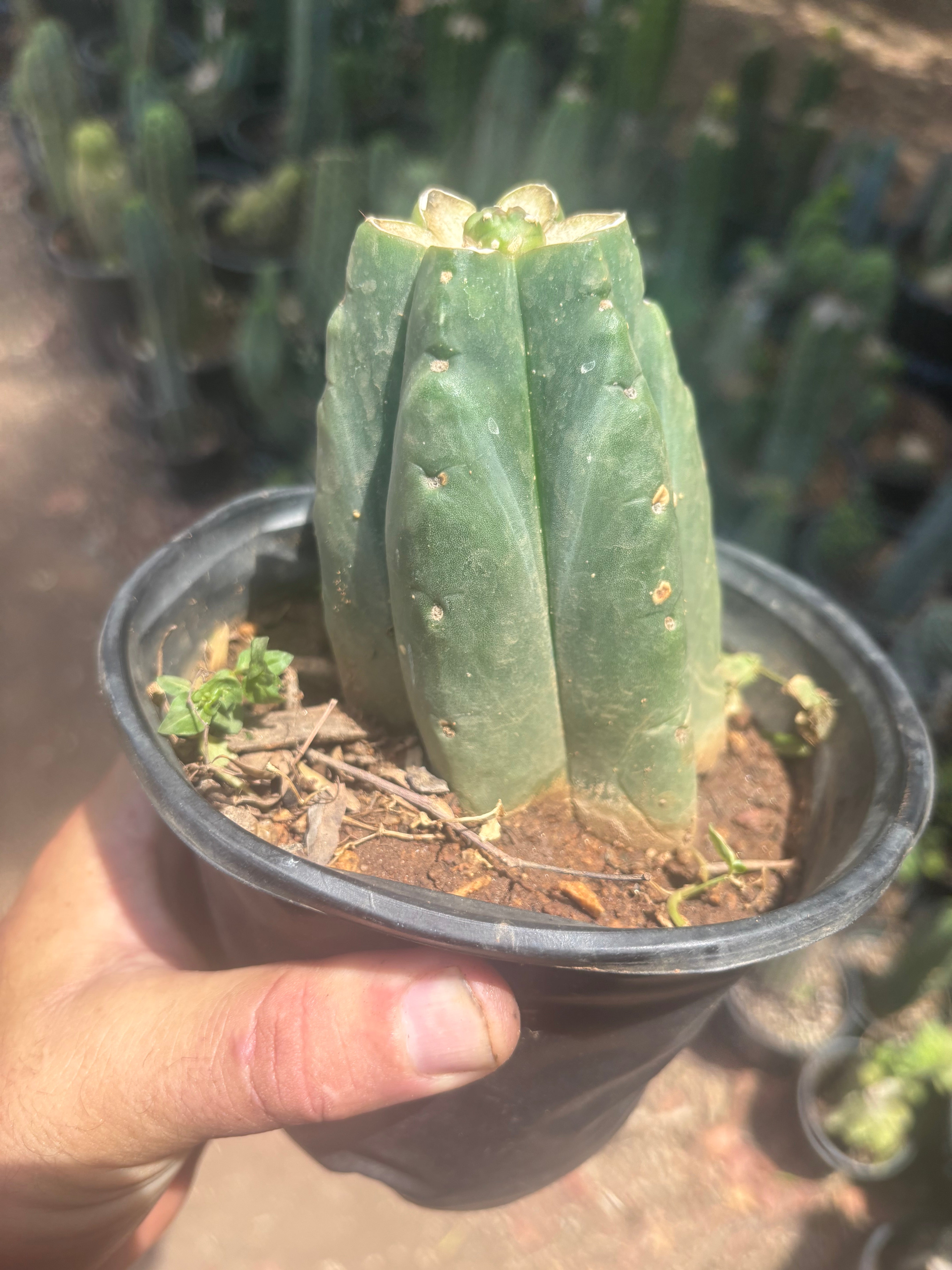 💎👑💎 SCB  — One More Pup Graft on Rooted Pierre