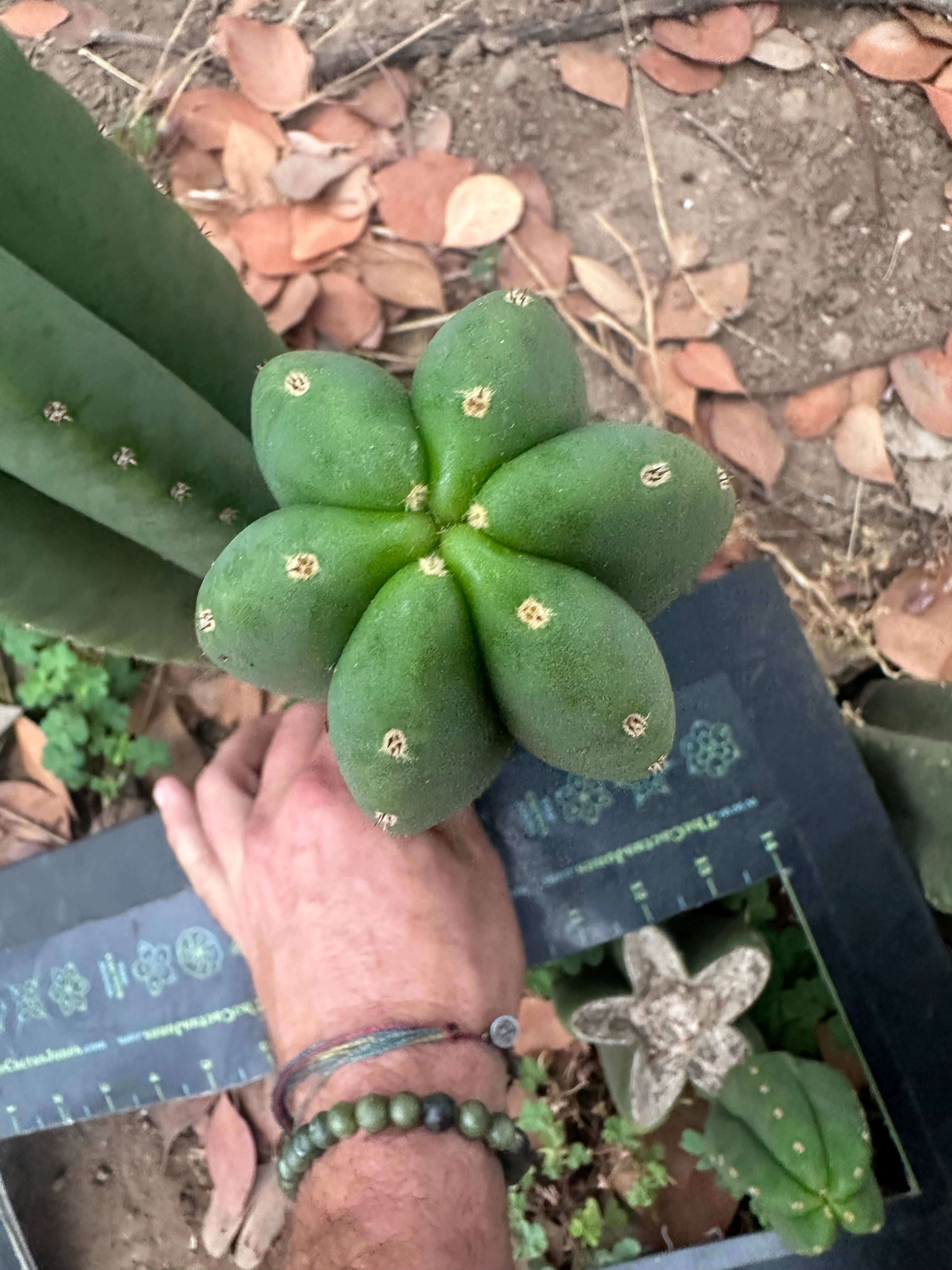 -👑🌶️  Scop A  — Chonky 11” Pup