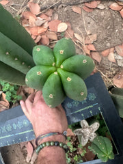 -👑🌶️  Scop A  — Chonky 11” Pup