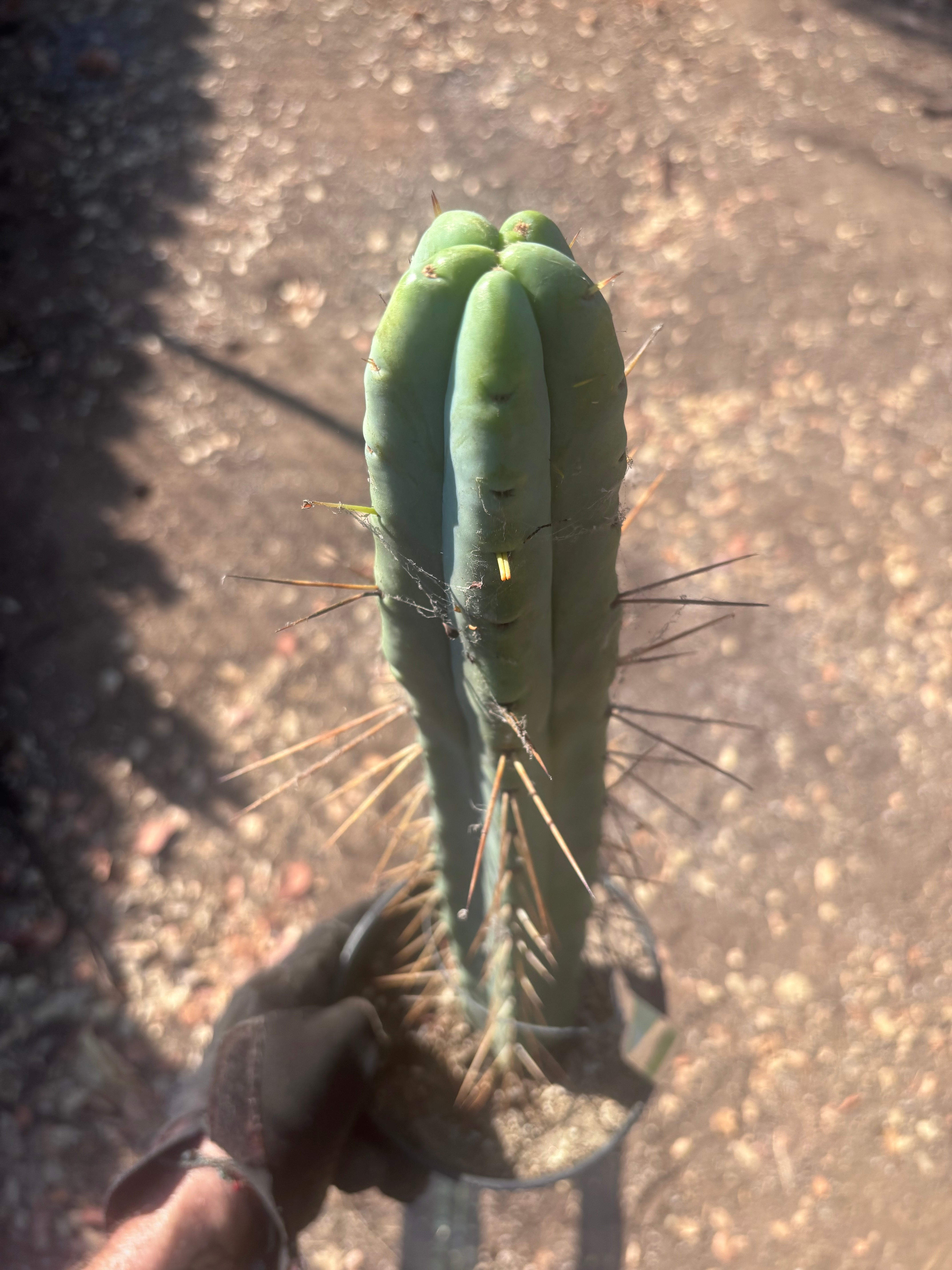 👑🌶️ Freya — XL 17” Fully Rooted