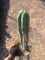 👑🌶️ Freya — XL 17” Fully Rooted