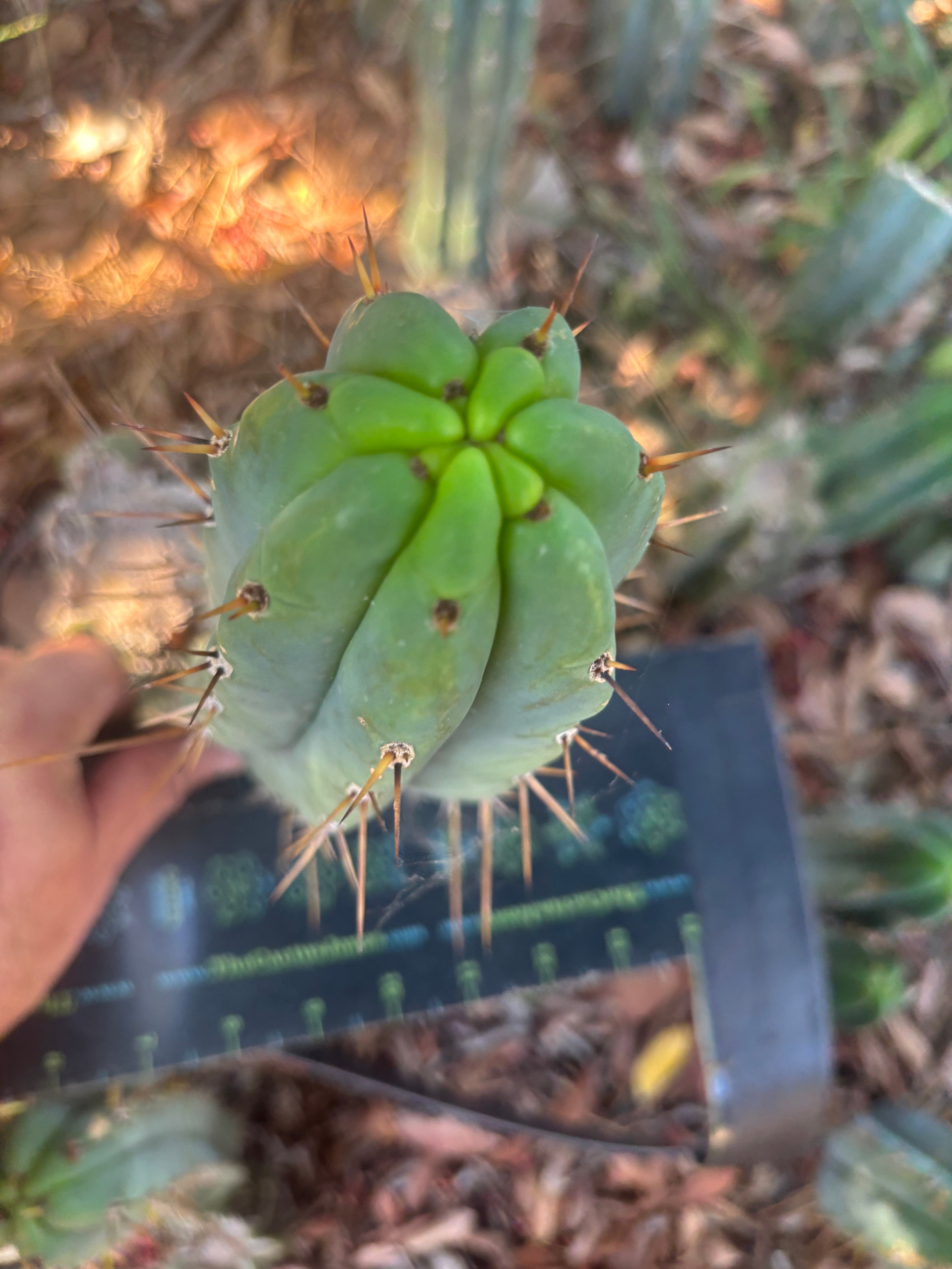 👑🌶️🌶️ Pala — Another 9” Tip