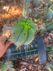 👑🌶️🌶️ Pala — Another 9” Tip