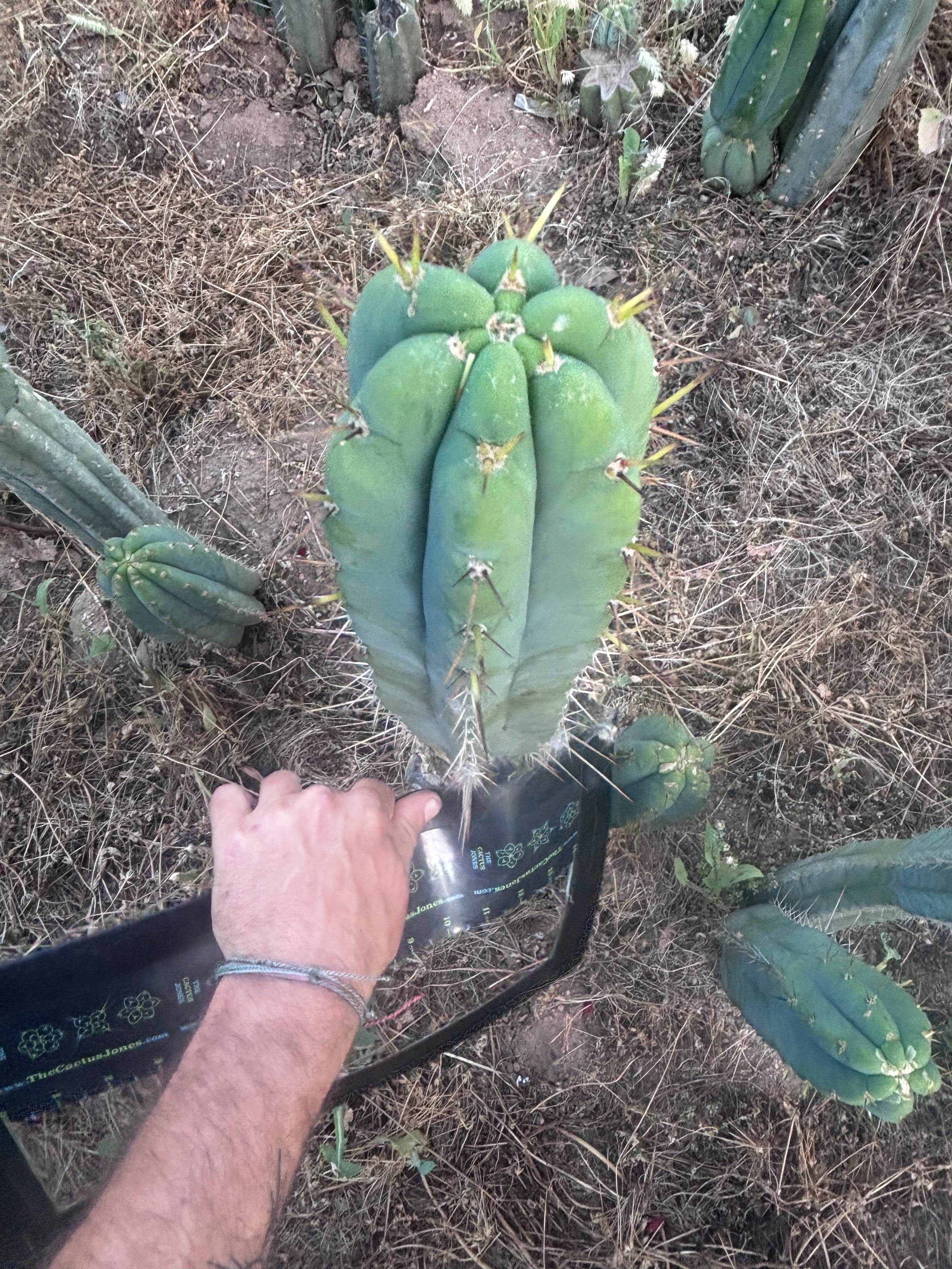 💎 SS Achuma x Colossus — XL 16” Pup