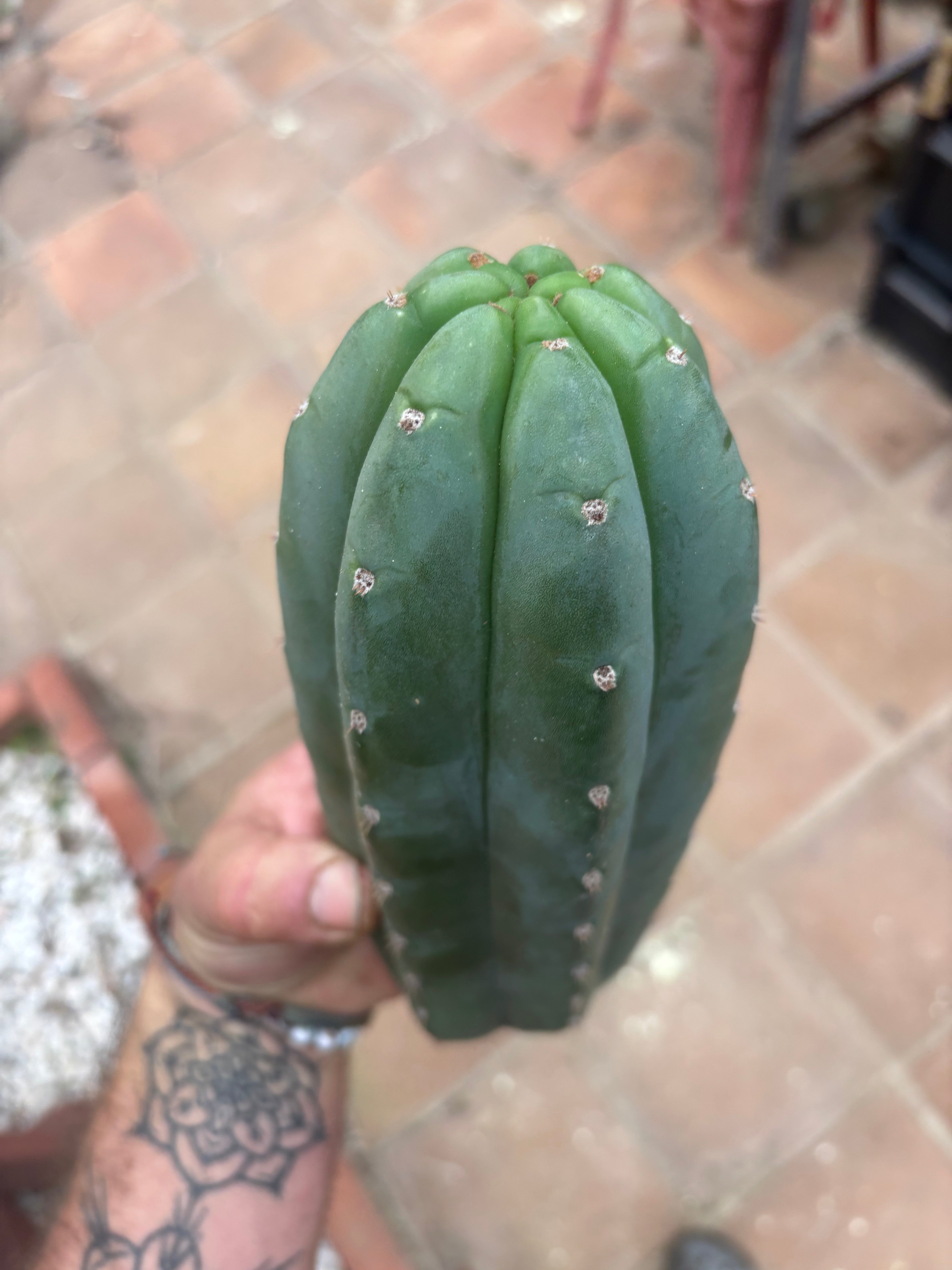 👑🌶️ Pierre — Another Chonky 10” Pup