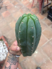 👑🌶️ Pierre — Another Chonky 10” Pup