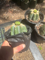 💎👑💎 Havran — Pup Grafts on Rooted Shine01 (3 Available)