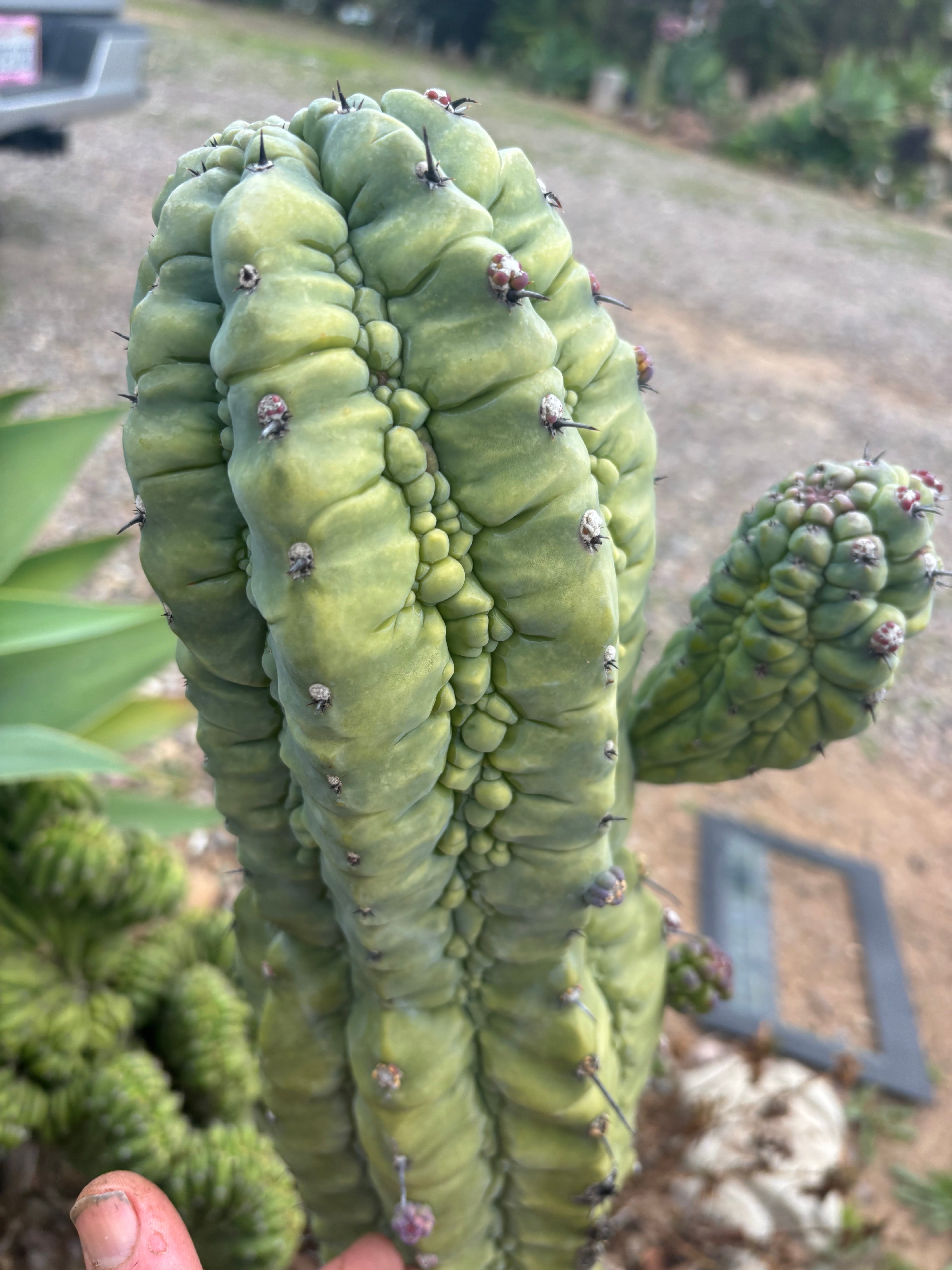 👑💎 The Weekly Glorp Graft