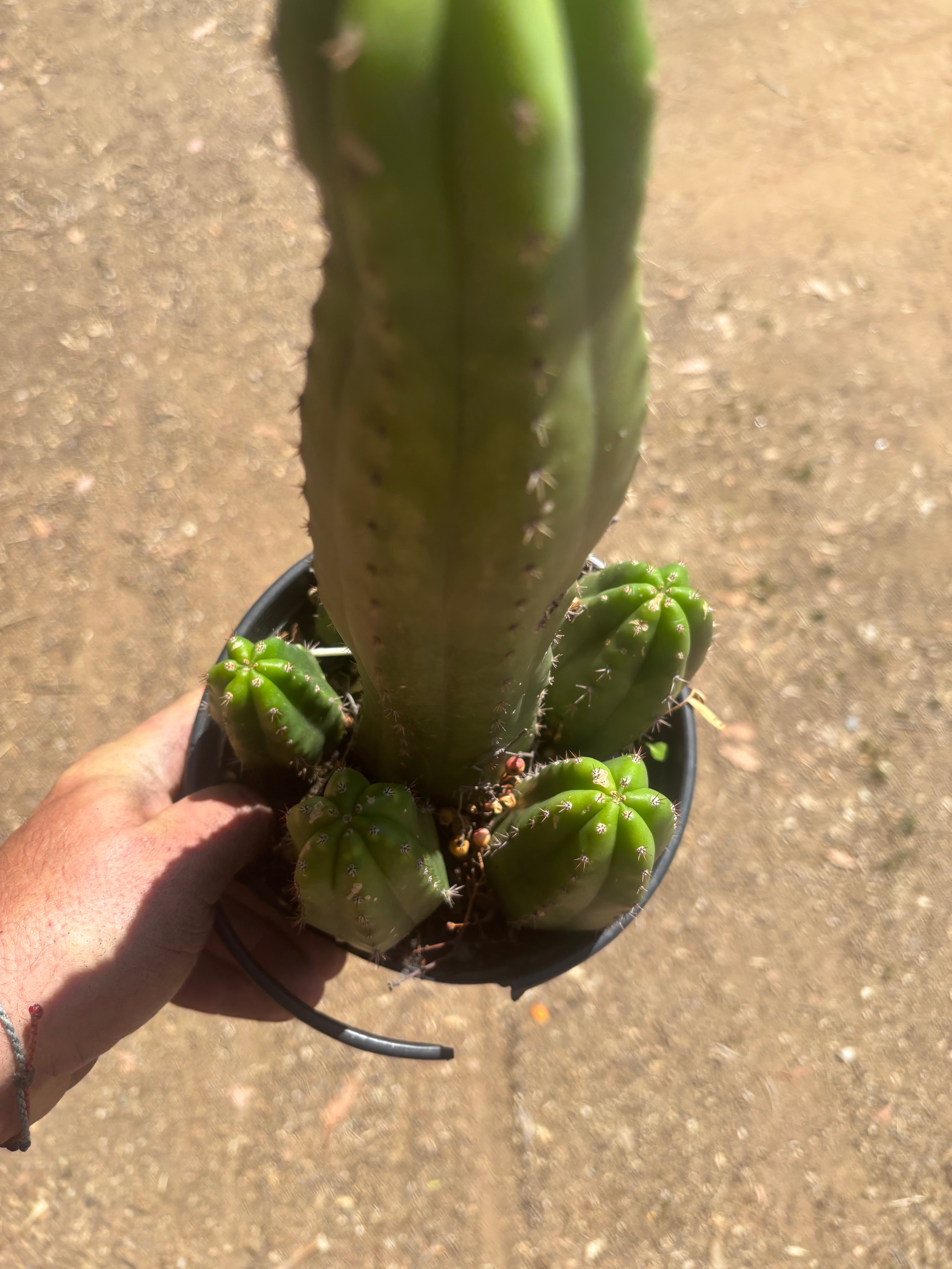 👑💎 DeCosta — 7 Rooted Tips in One Pot