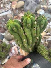 💎 Oscar x TPM — 10” Trident (Trichot Tip)