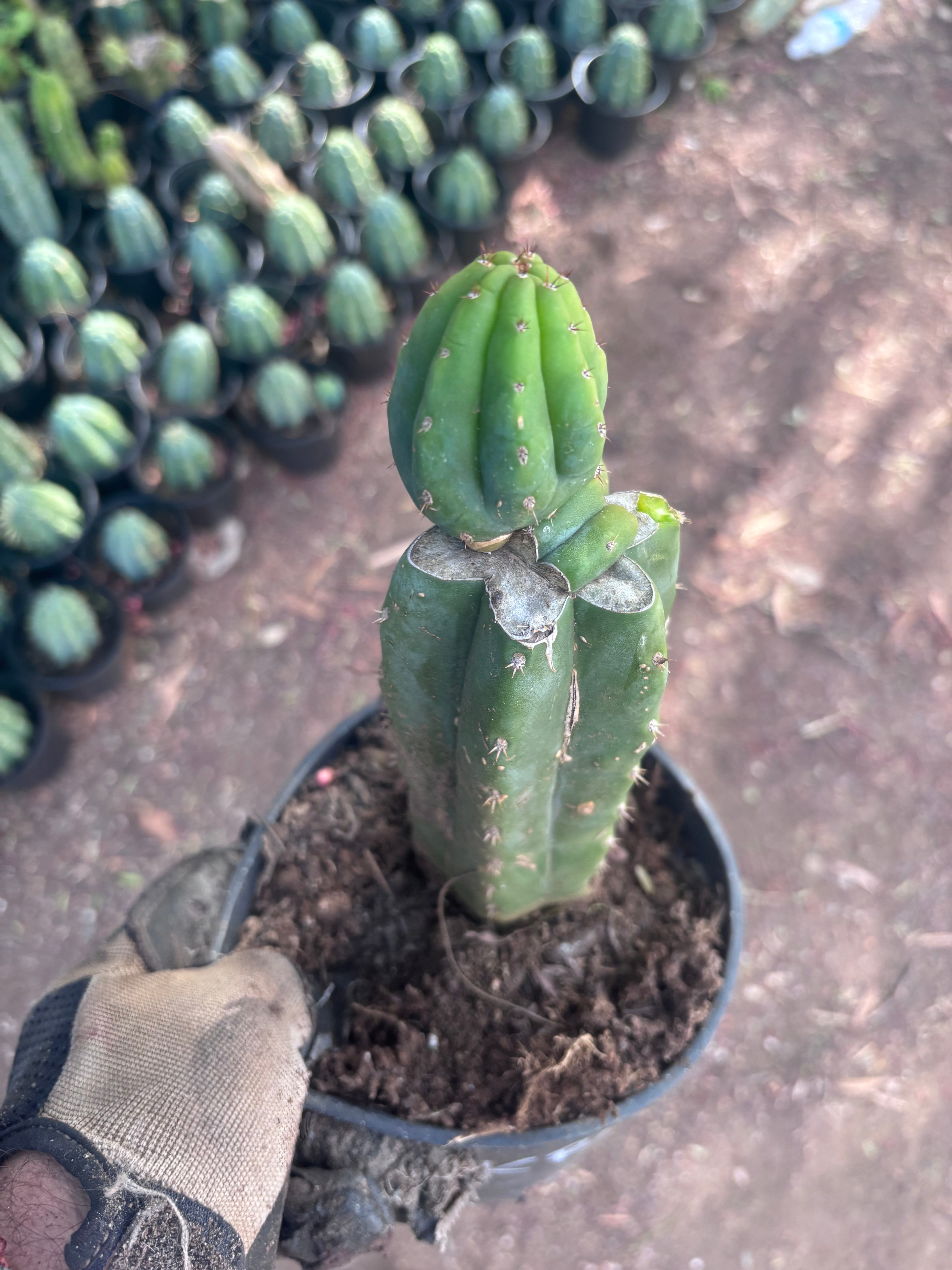 👑🌶️🌶️ KR04 — Rooted Slab Graft w/ Pup