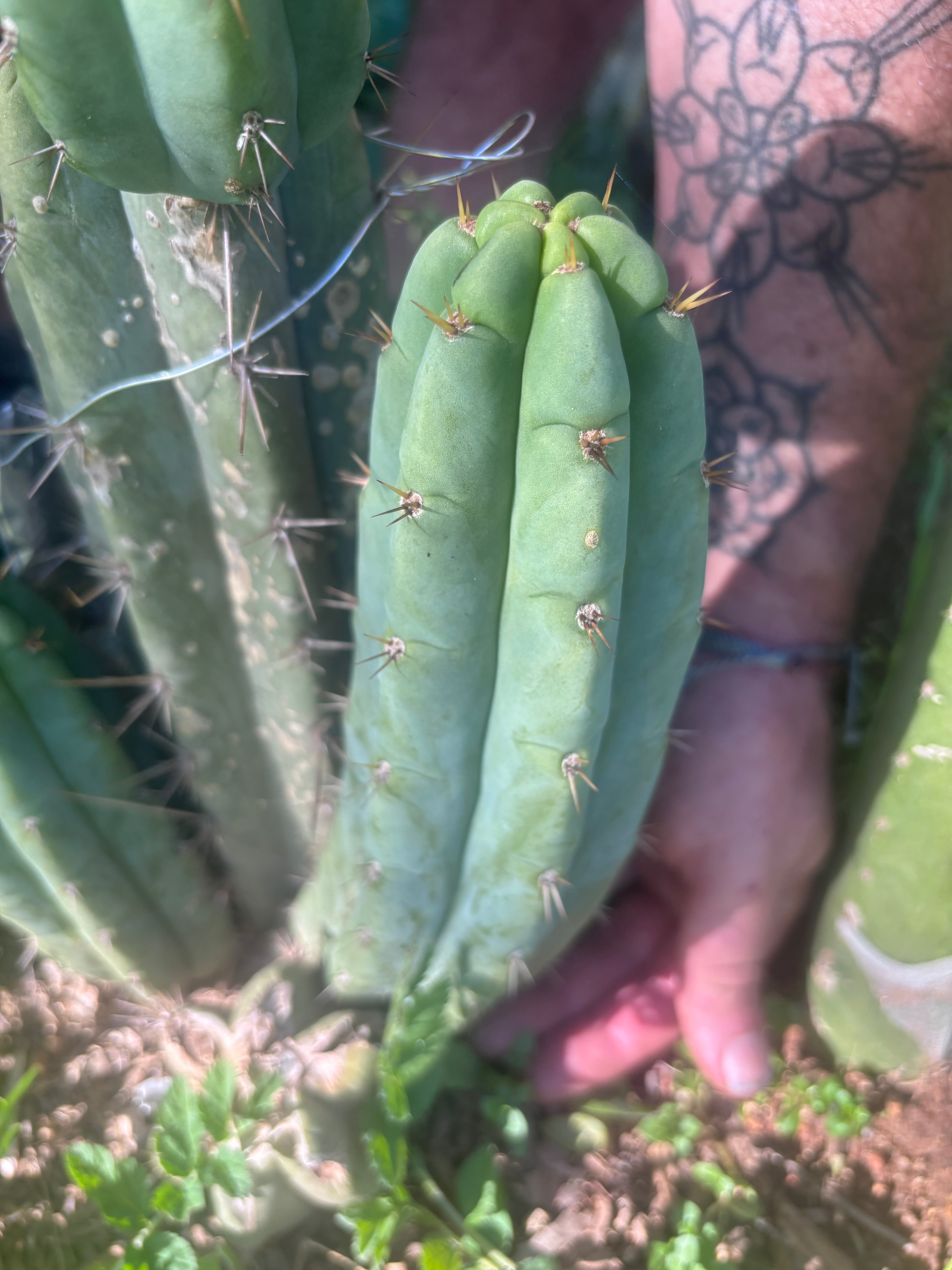 💎👑🌶️🌶️ Austy’s Bomb — 8” Pup