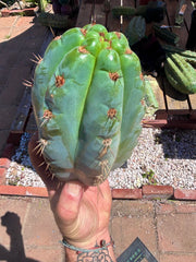 💎👑💎 Papa Smurf — Massive 9” Notch Melon