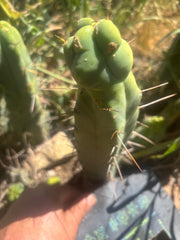 👑🌶️  Mel — 10” Tip