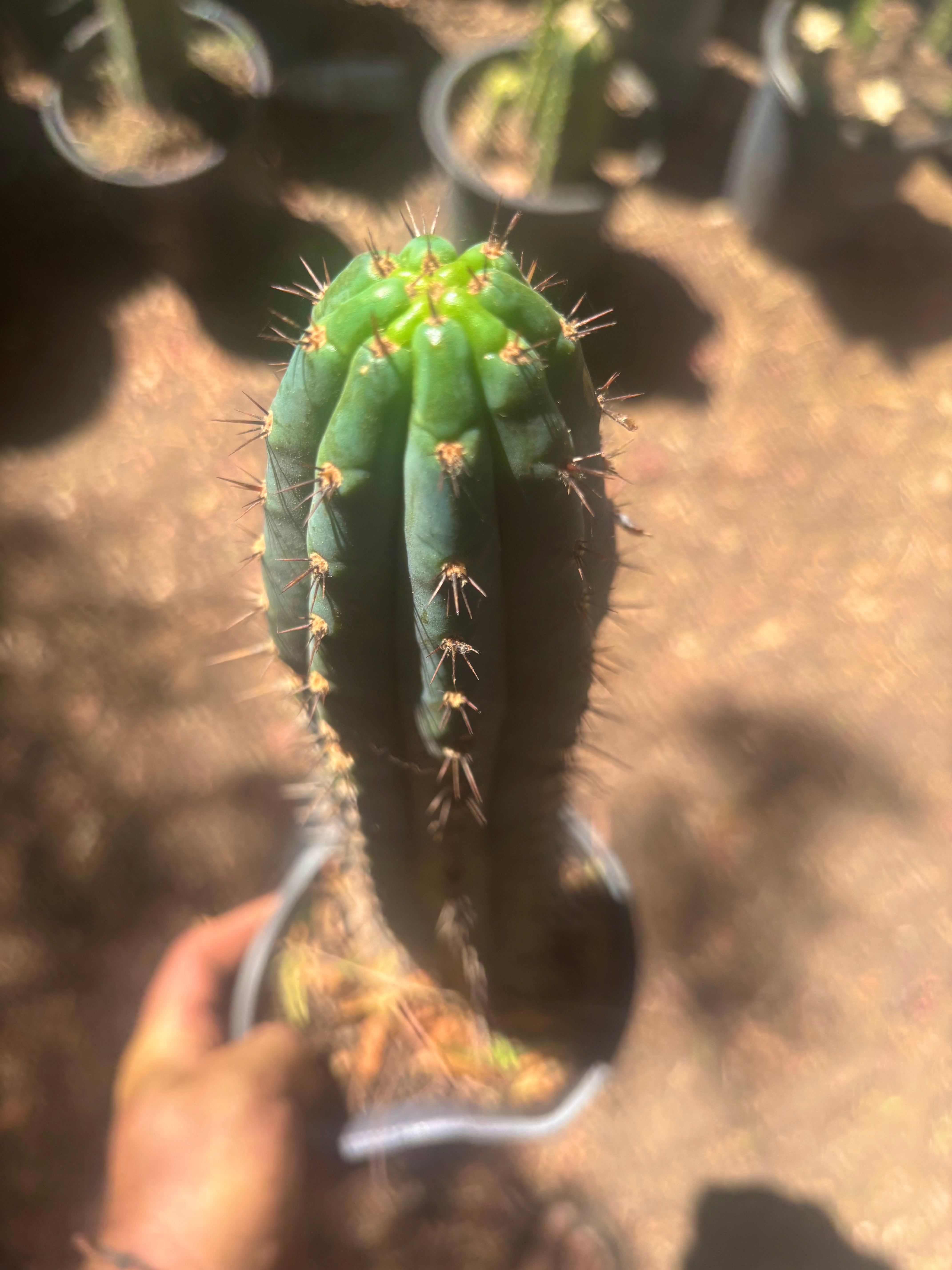 💎👑 Ferret — Rooted 14” Tip