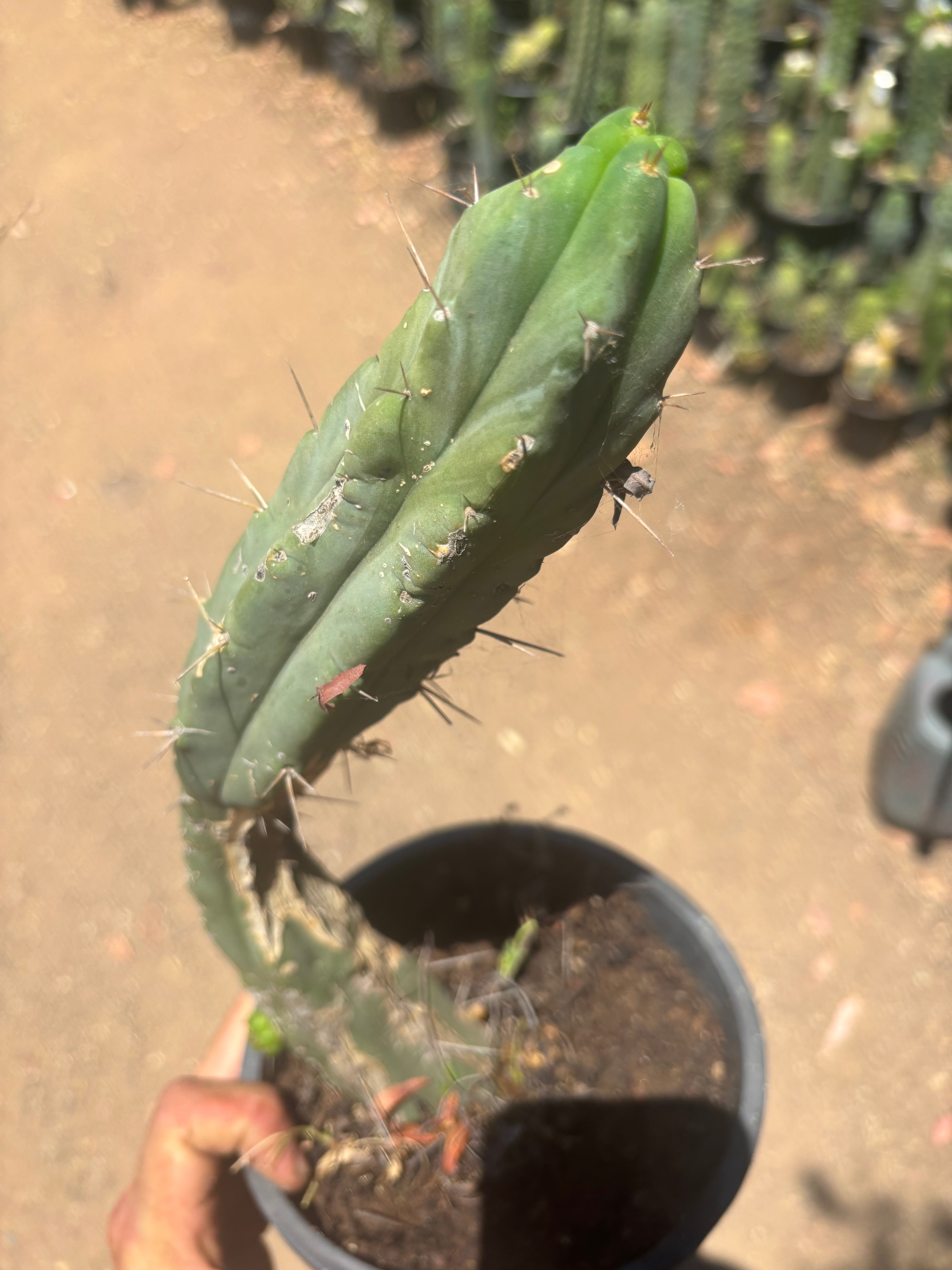 👑🌶️🌶️ Dulzura — Fully Rooted 14”