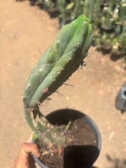 👑🌶️🌶️ Dulzura — Fully Rooted 14”