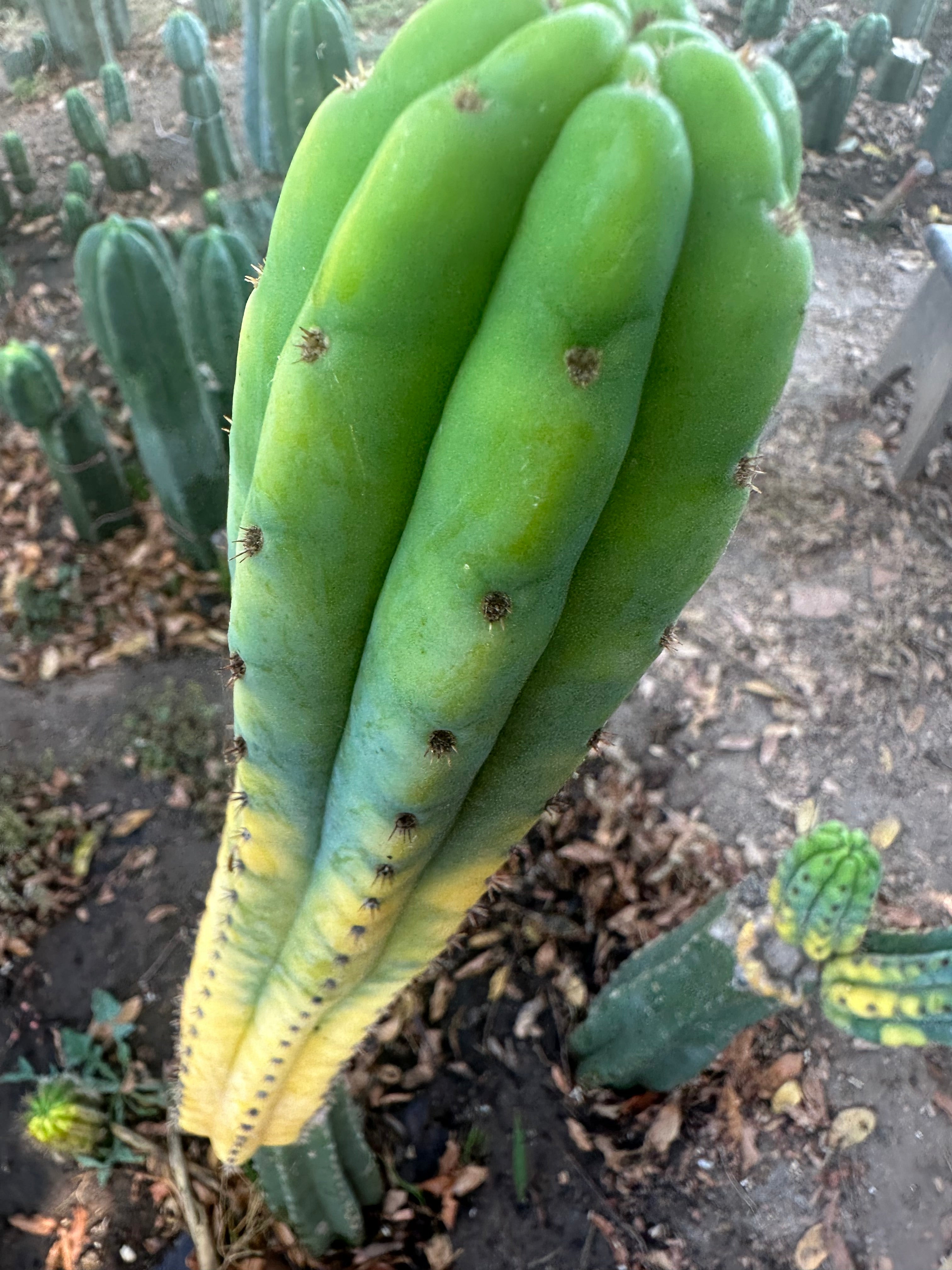 💎👑 Neon —  13” Tip