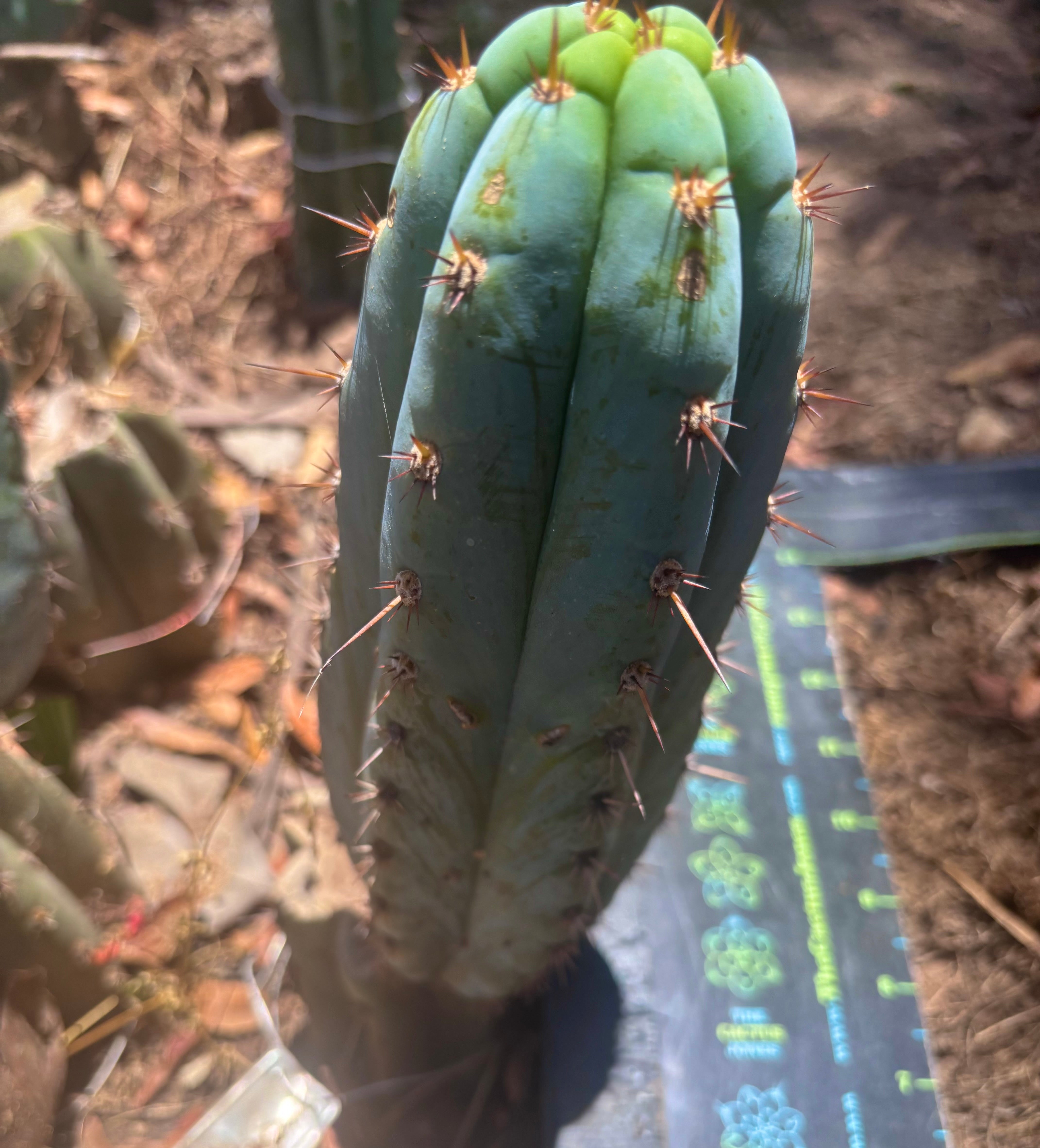 💎👑🌶️ Sharxx Blue — Chubby 8” Pup