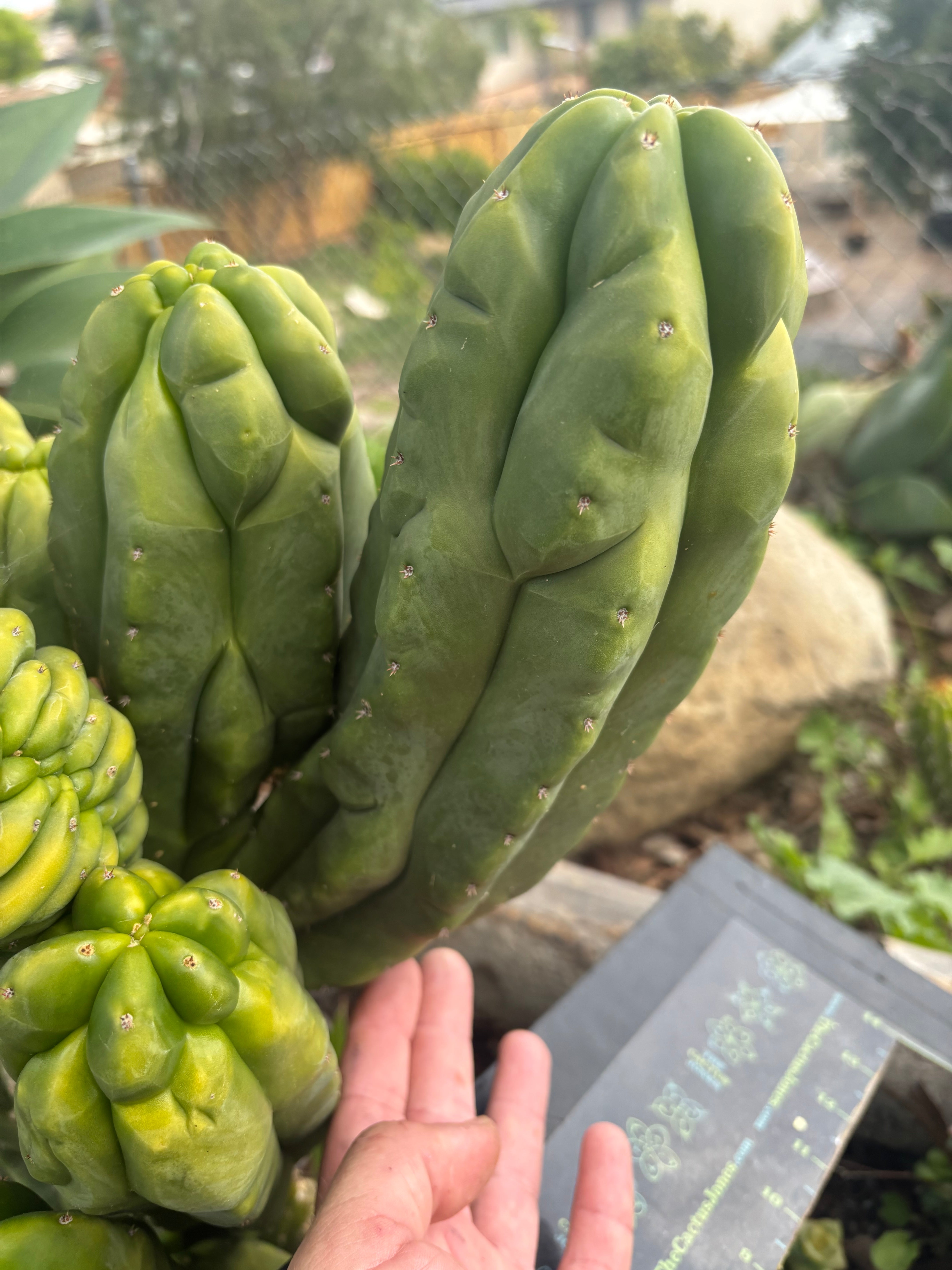 Custom Listing for Daniel S