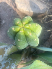 👑🌶️🌶️ Cahuilla  — Fat 8” Pup